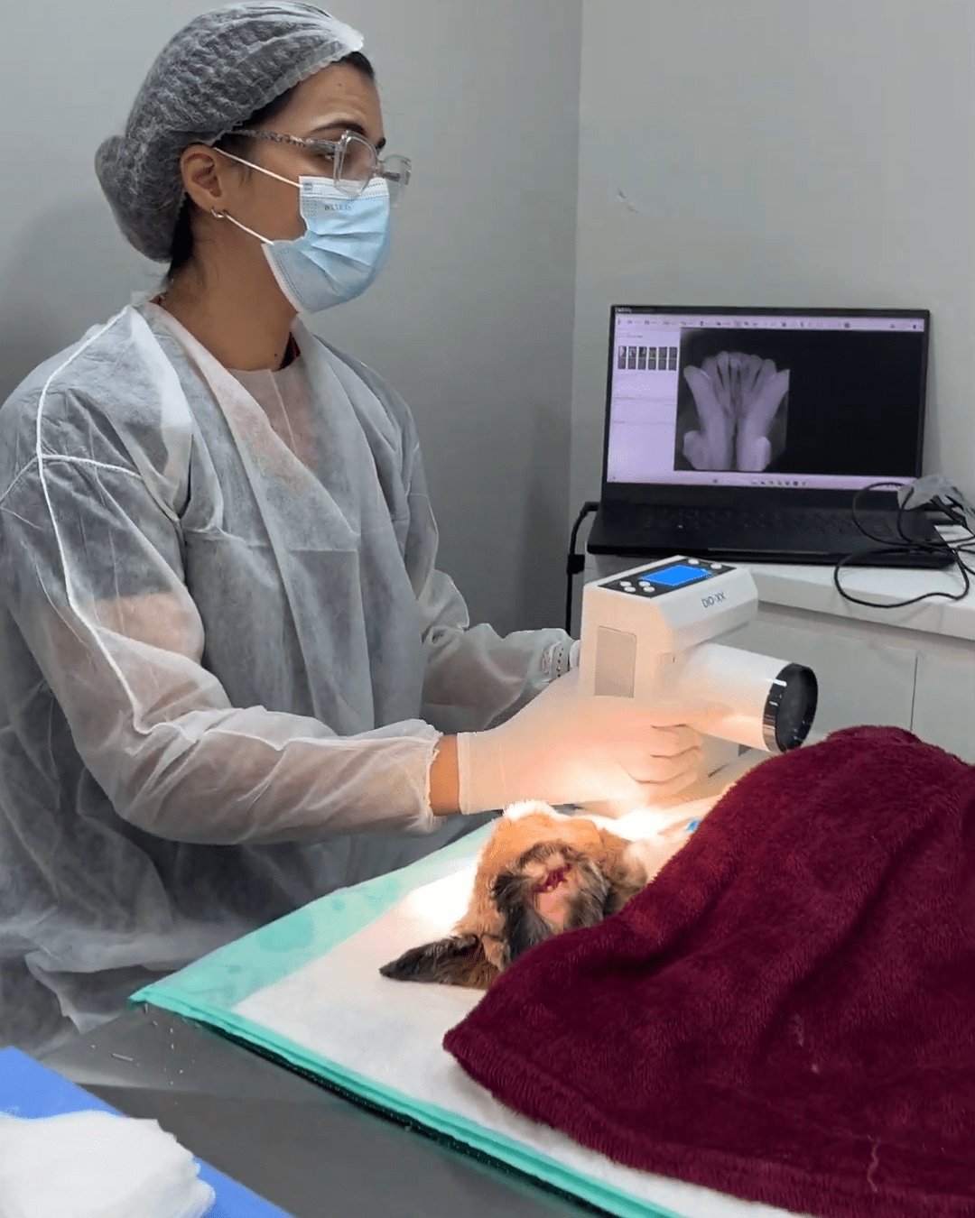 dentista cachorro gato - clinica AtenVet Águas Claras - Brasilia 2