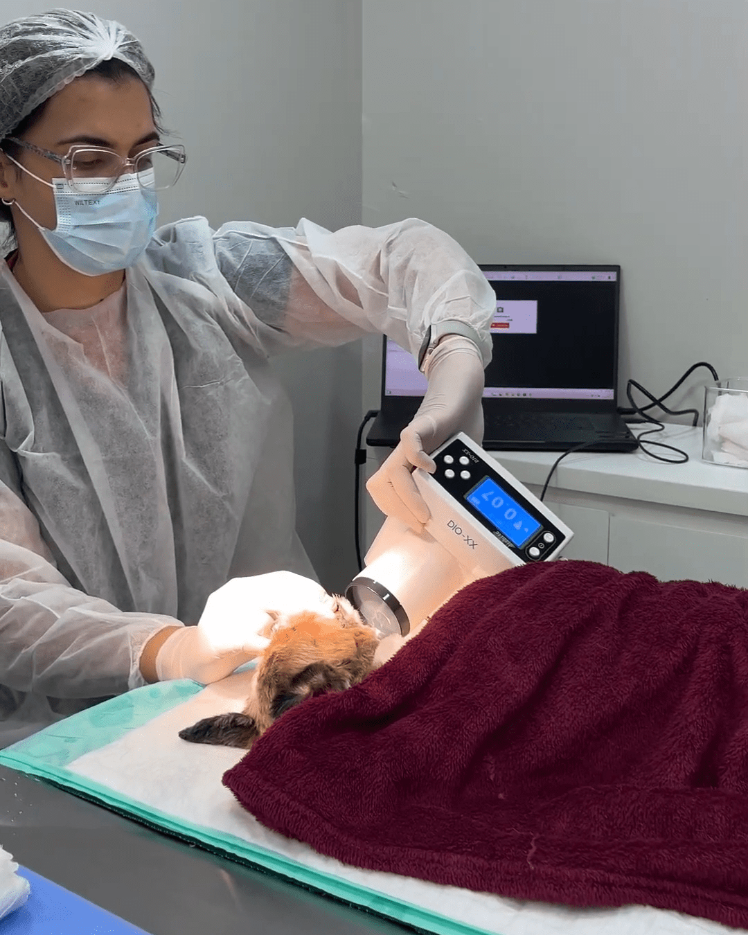 dentista cachorro gato - clinica AtenVet Águas Claras - Brasilia 3